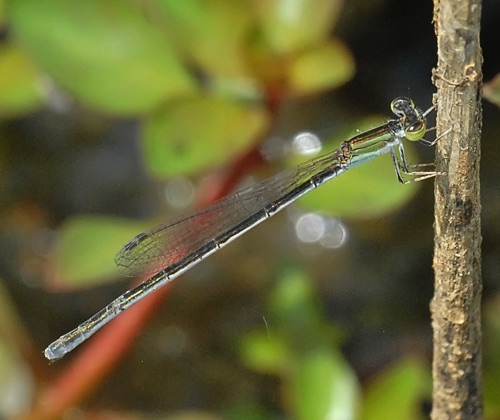 Female
2012_05_16_Floyd